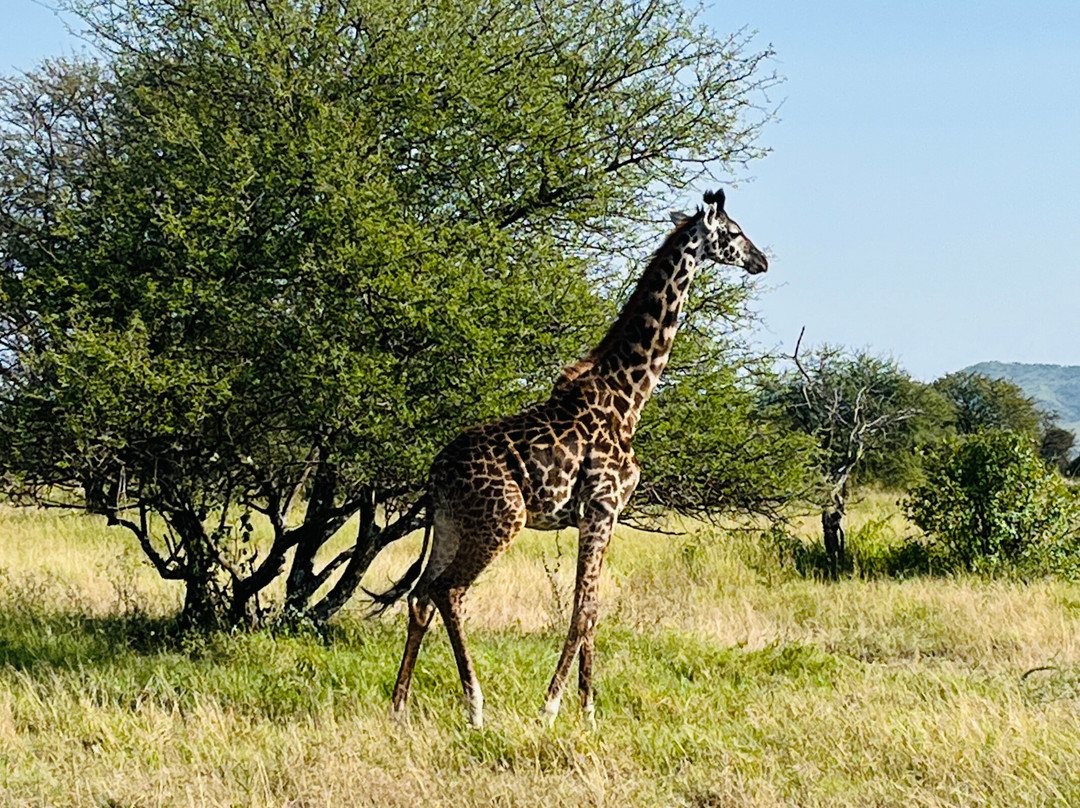 Zara Tanzania Adventures景点图片