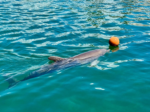 Puerto Aventuras Water Sports-阿范特拉斯港必去景点