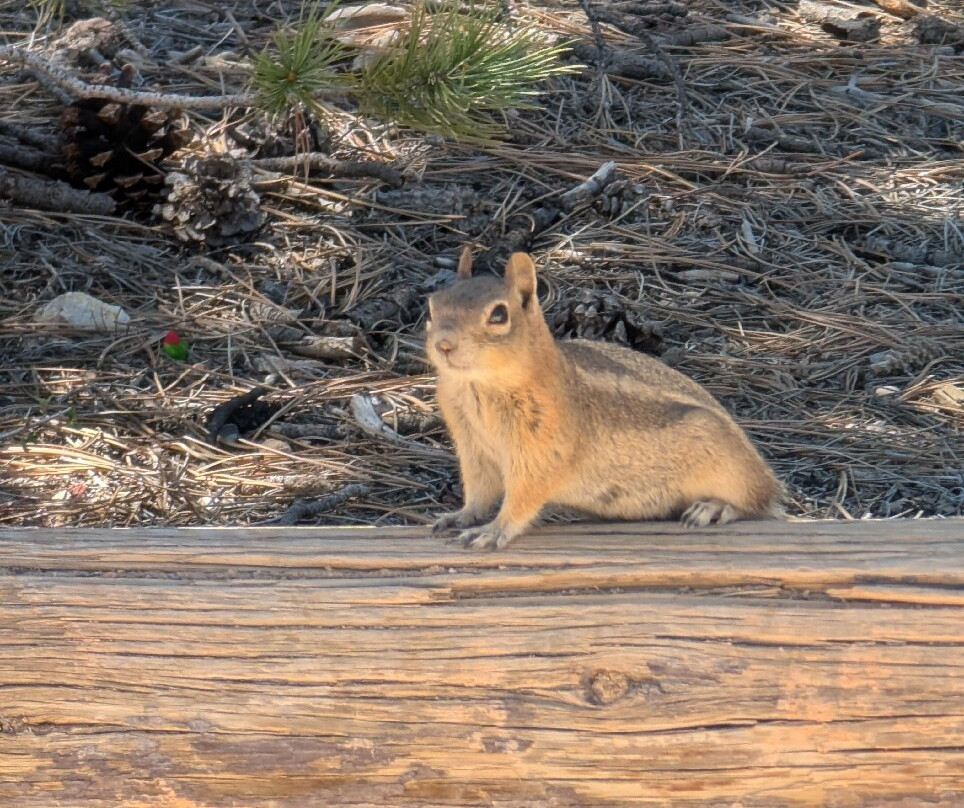 Arizona Scenic Tours - Day Tours-凤凰城必去景点