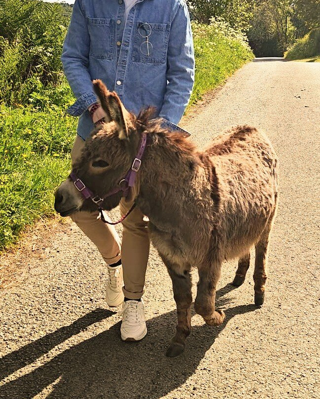 Woolly Experiences, Nercwys, Mold景点图片