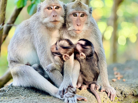 AvenTuria Bali-乌布必去景点