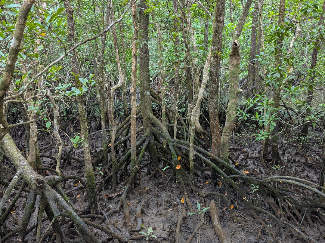 Marrdja Botanical Walk-Cape Tribulation必去景点