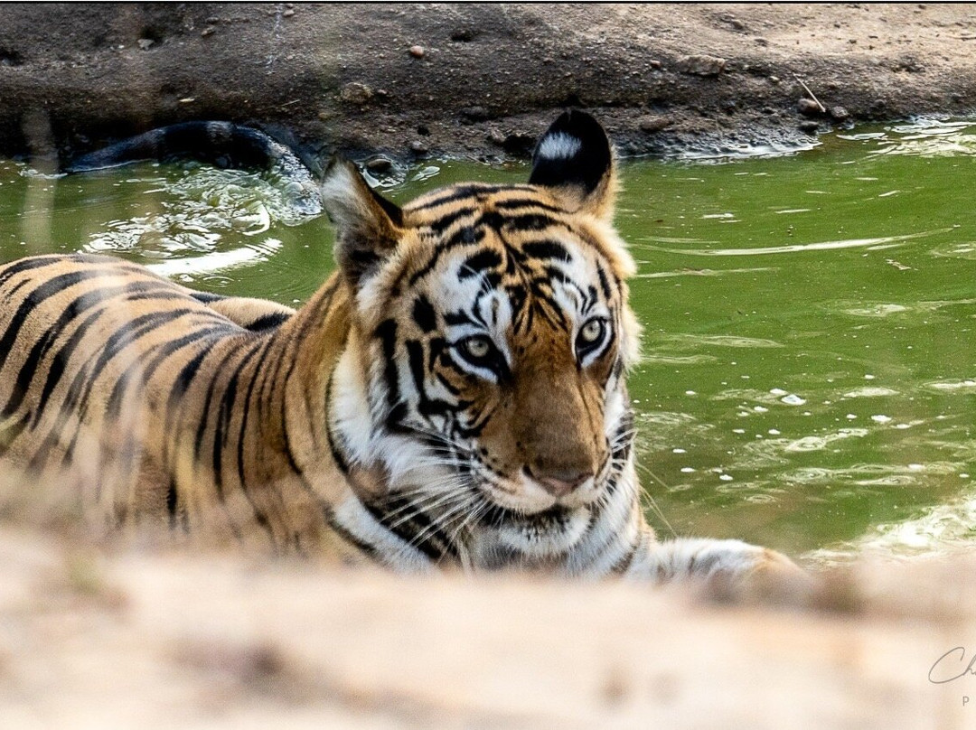 Bundela Bandhavgarh by Octave主图
