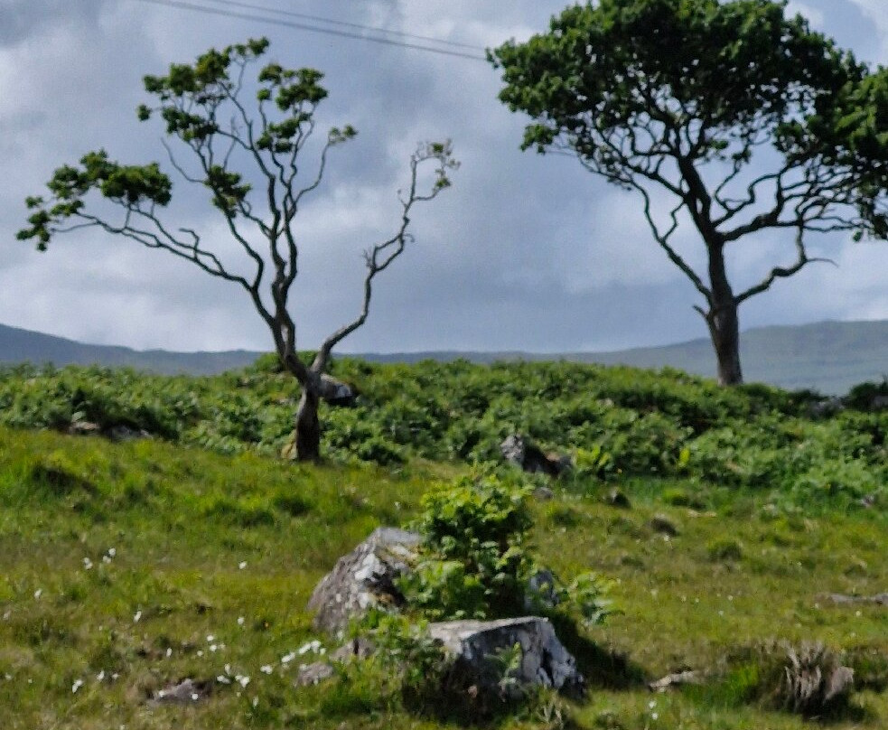 Mull Wildlife Tours-Craignure必去景点