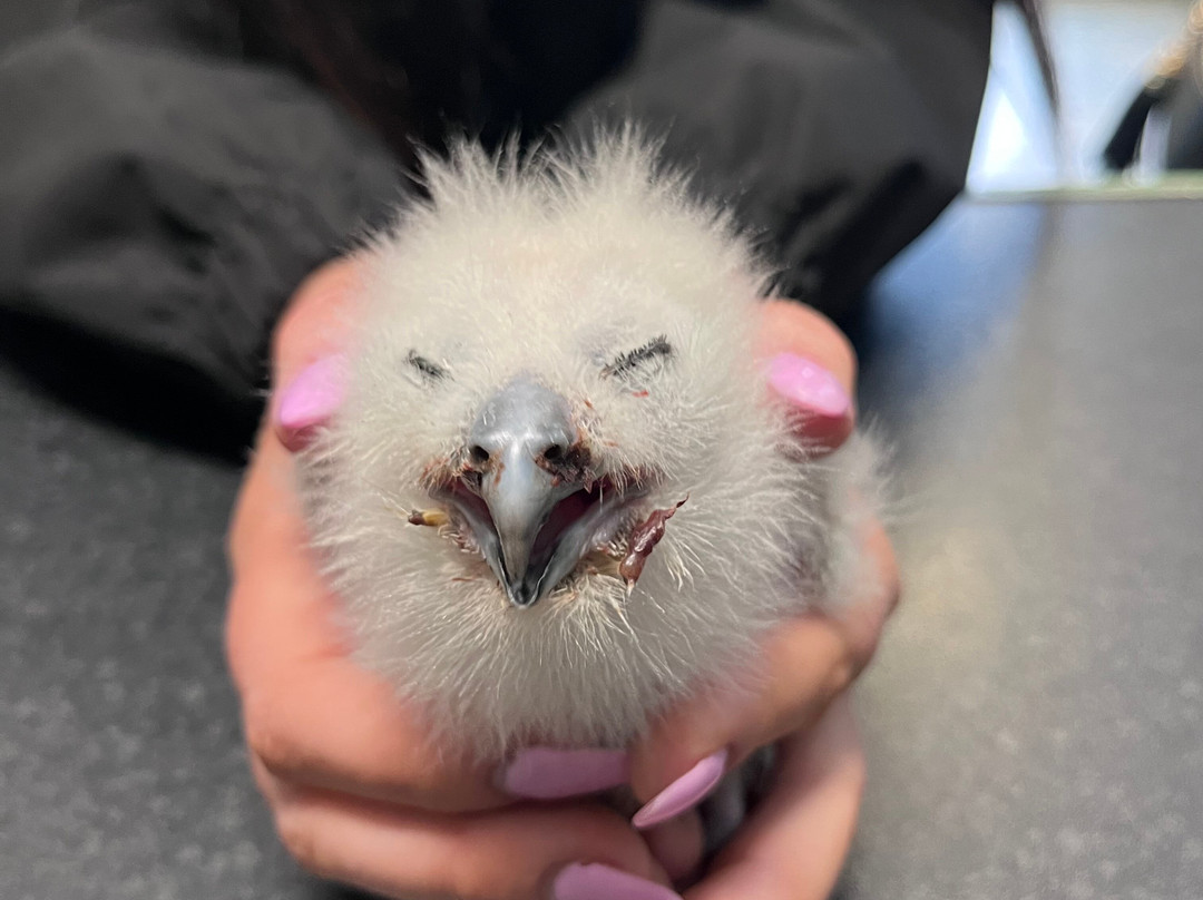 National Bird of Prey Centre-Blessington必去景点
