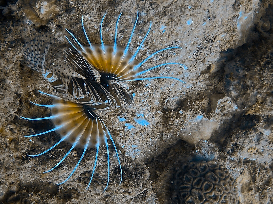 Divers Land Dive Club-乌纳瓦图纳必去景点