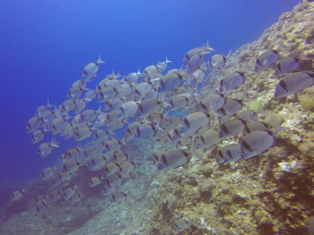 West Coast Divers-Ses Illetes必去景点