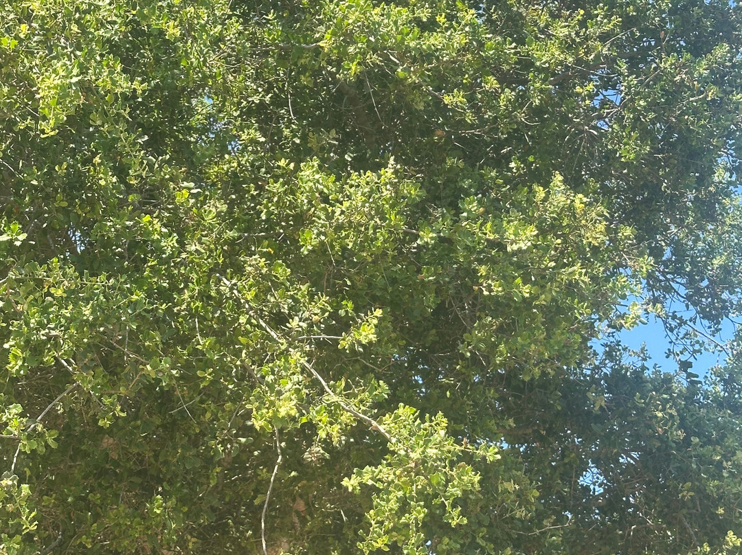 The Cypress Trail-菲斯卡尔宗必去景点