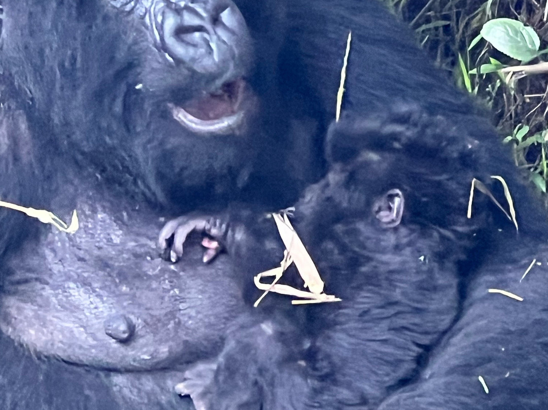 Volcanoes National Park Rwanda-Musanze District必去景点