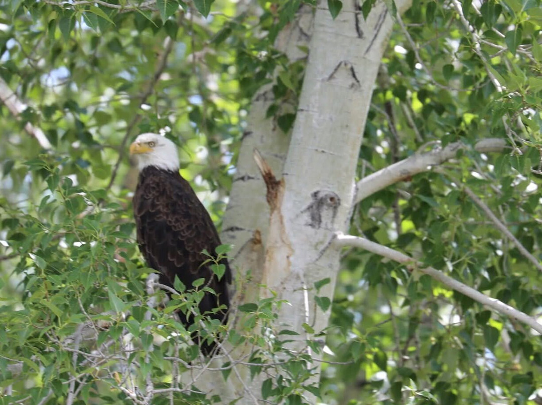 Rawhide Outfitters-Salmon必去景点