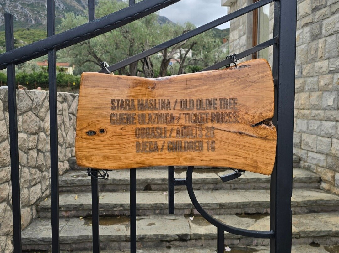 Old Olive Tree-Bar必去景点