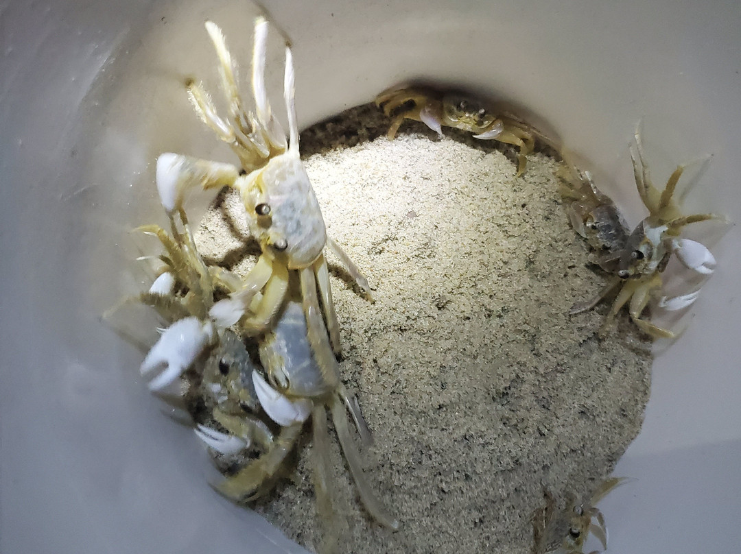 Ghost Crab Quest-Kitty Hawk必去景点