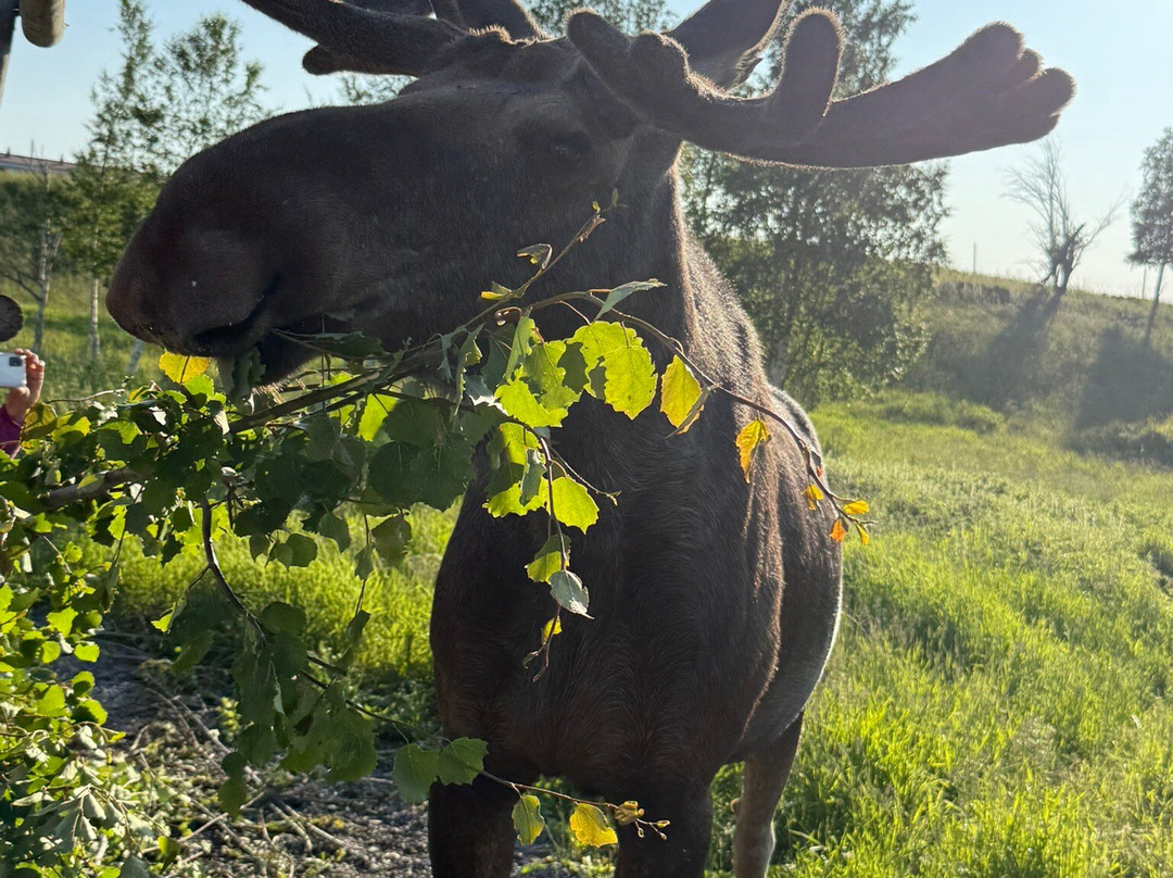 Moose Garden-Orrviken必去景点