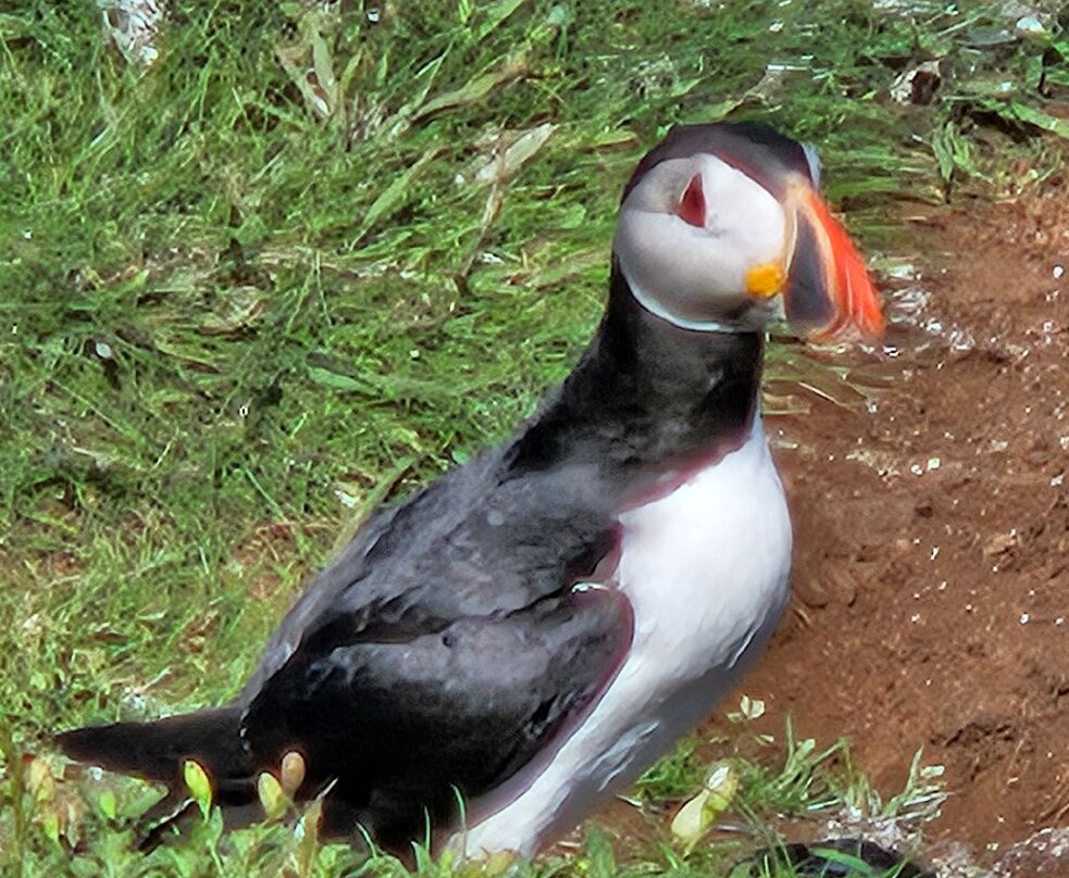 Staffa Tours-Isle of Iona必去景点