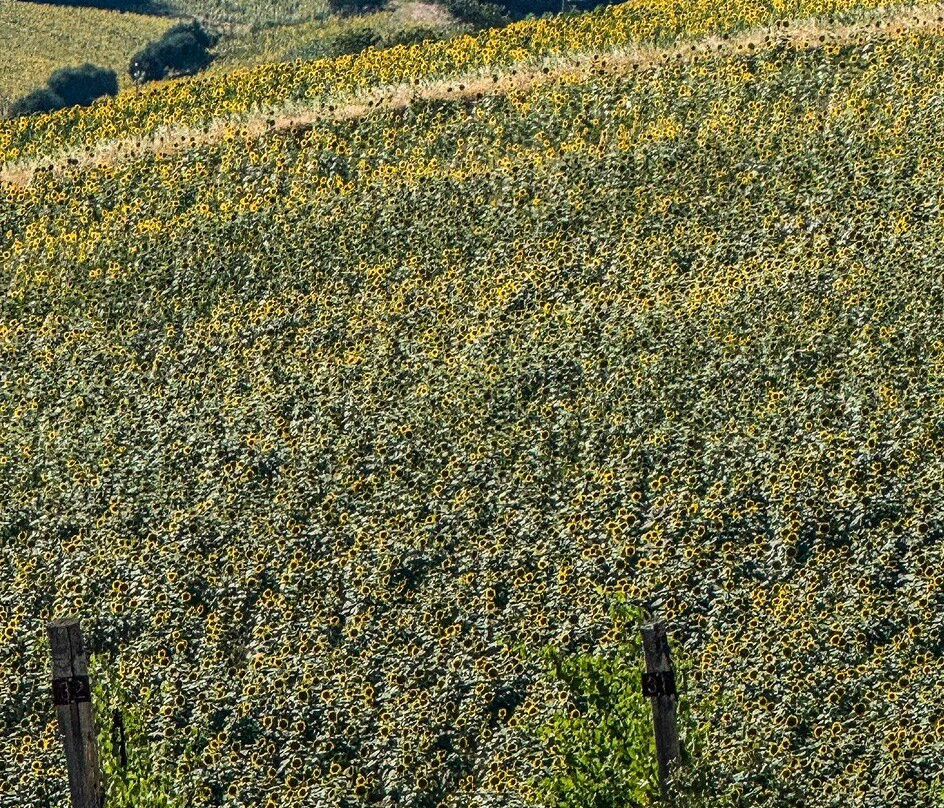 Filodivino Wine Resort & SPA主图