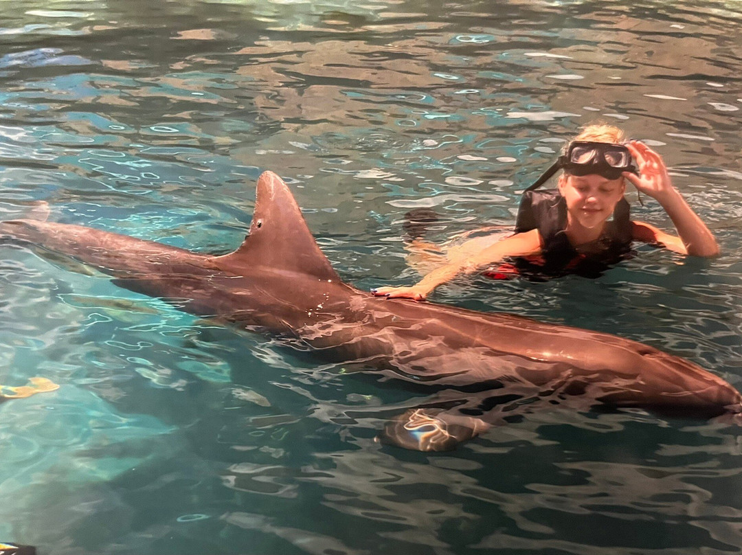 Dolphin Quest-Sandys Parish必去景点