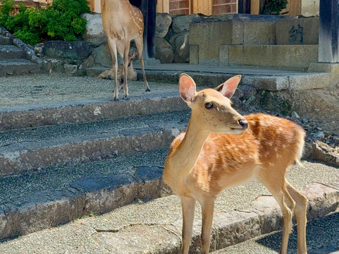 京都私人导游英文旅行-一日游-京都市必去景点