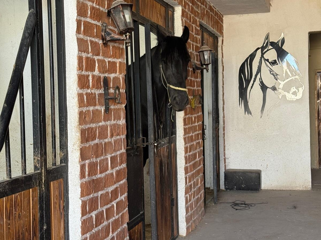 Moonlight Horse Ranch-格雷梅必去景点