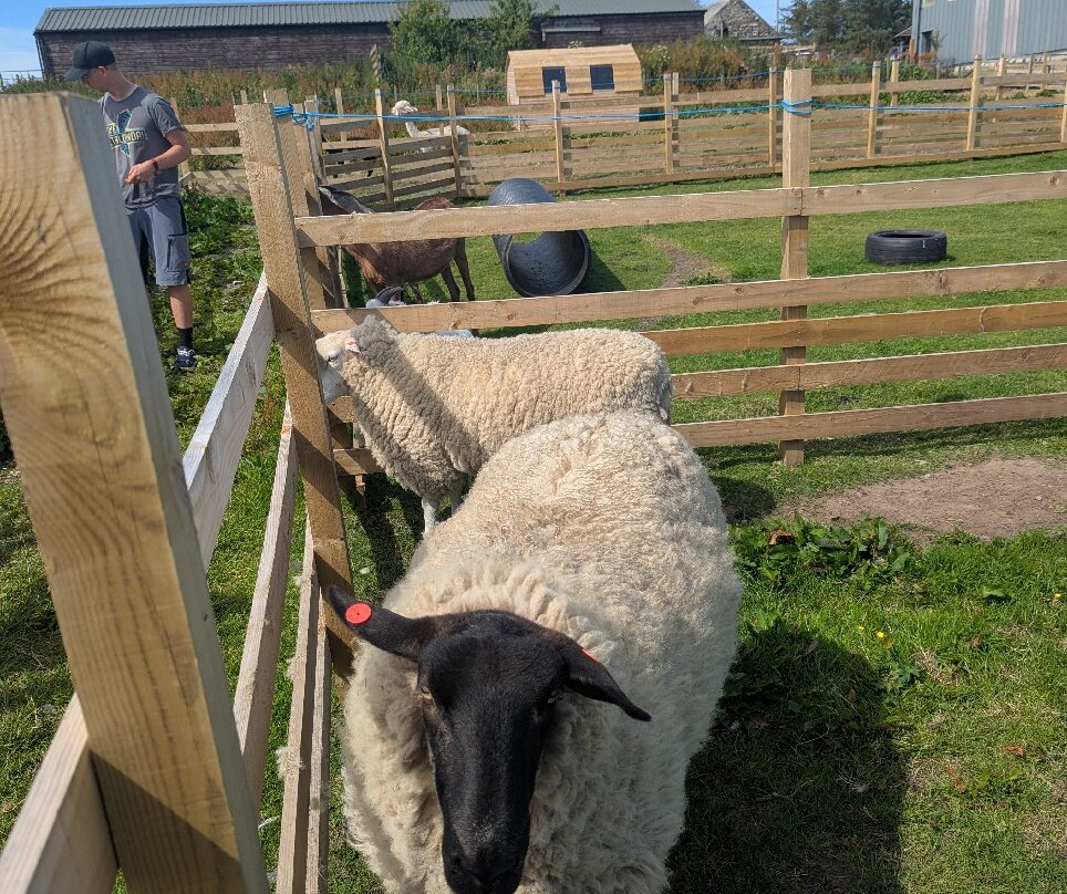 Caithness Animal Farm Park-Lybster必去景点