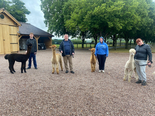 Acton Hill Alpacas-纽卡斯尔安德莱姆必去景点