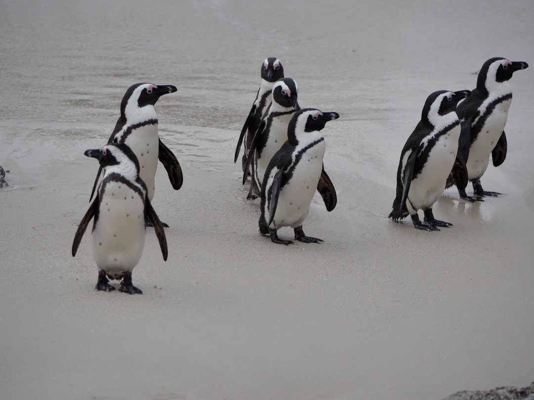 African Experience-Vredehoek必去景点