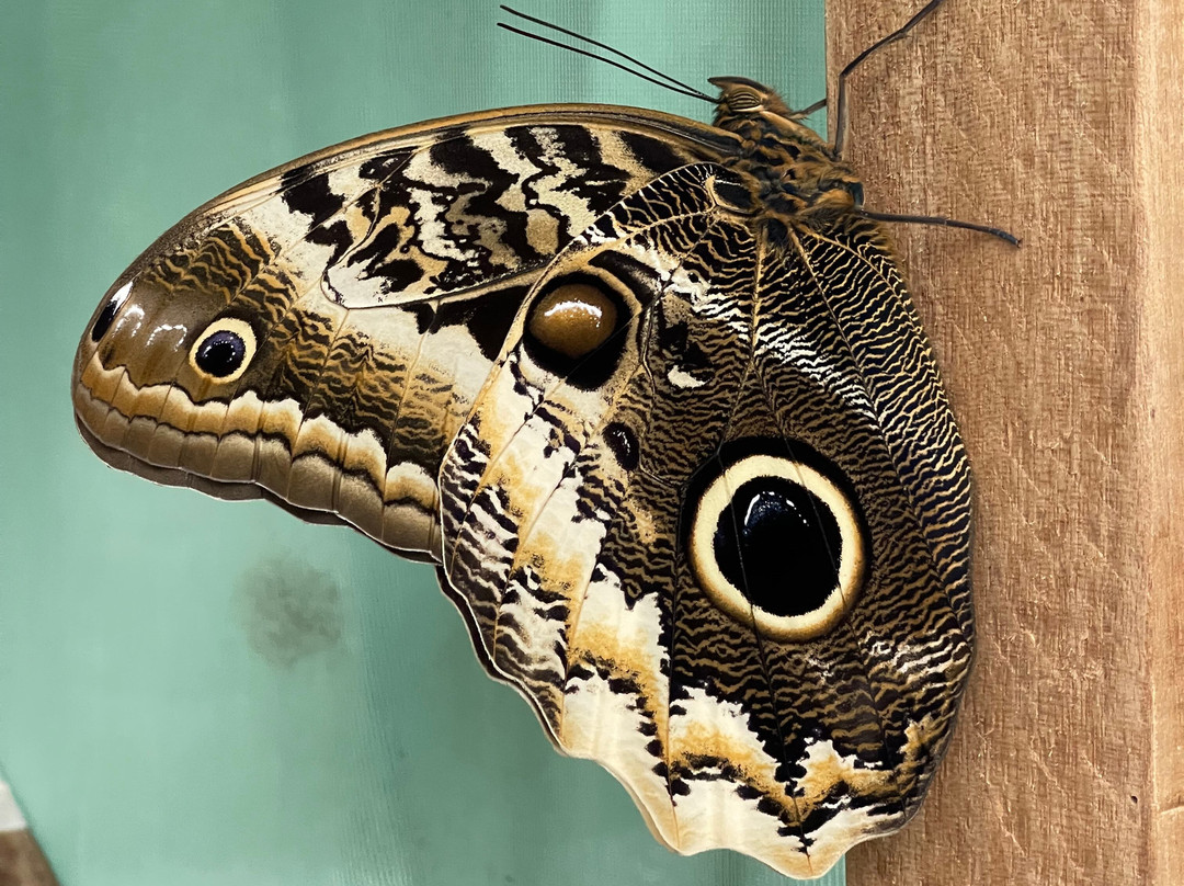 El Jardin de las Mariposas-San Miguel de los Bancos必去景点