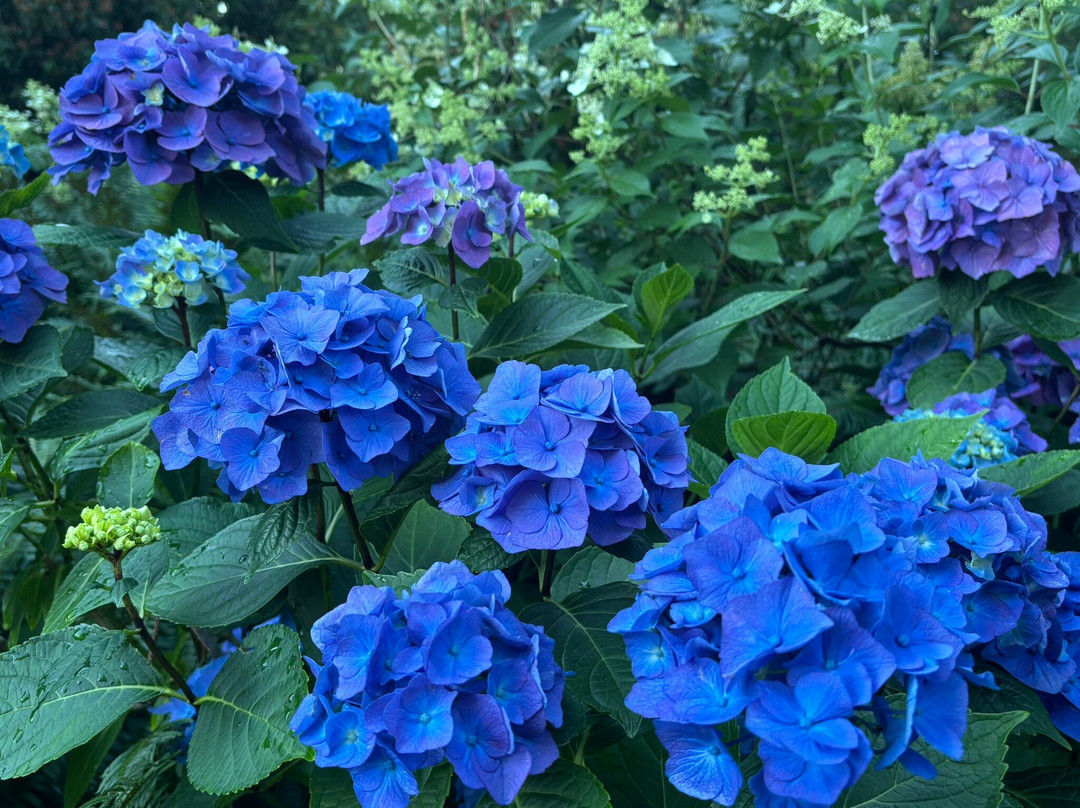 Volunteer Park-西雅图必去景点