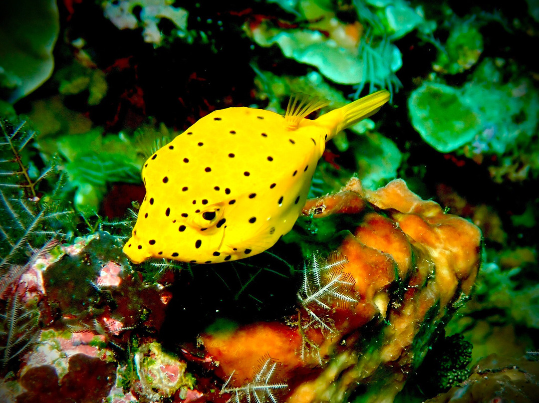 Deep Roots Dive & Yoga Resort主图