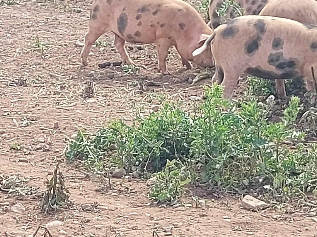 Fantasy Farm-Heather必去景点