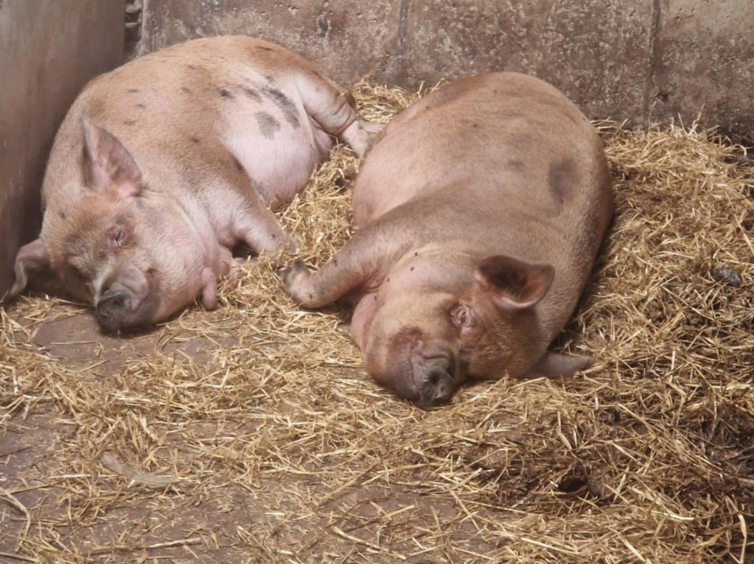 Red Mountain Open Farm-Donore必去景点