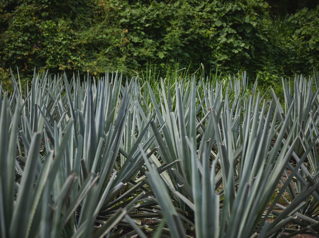 Finca 18-瓦拉塔港必去景点