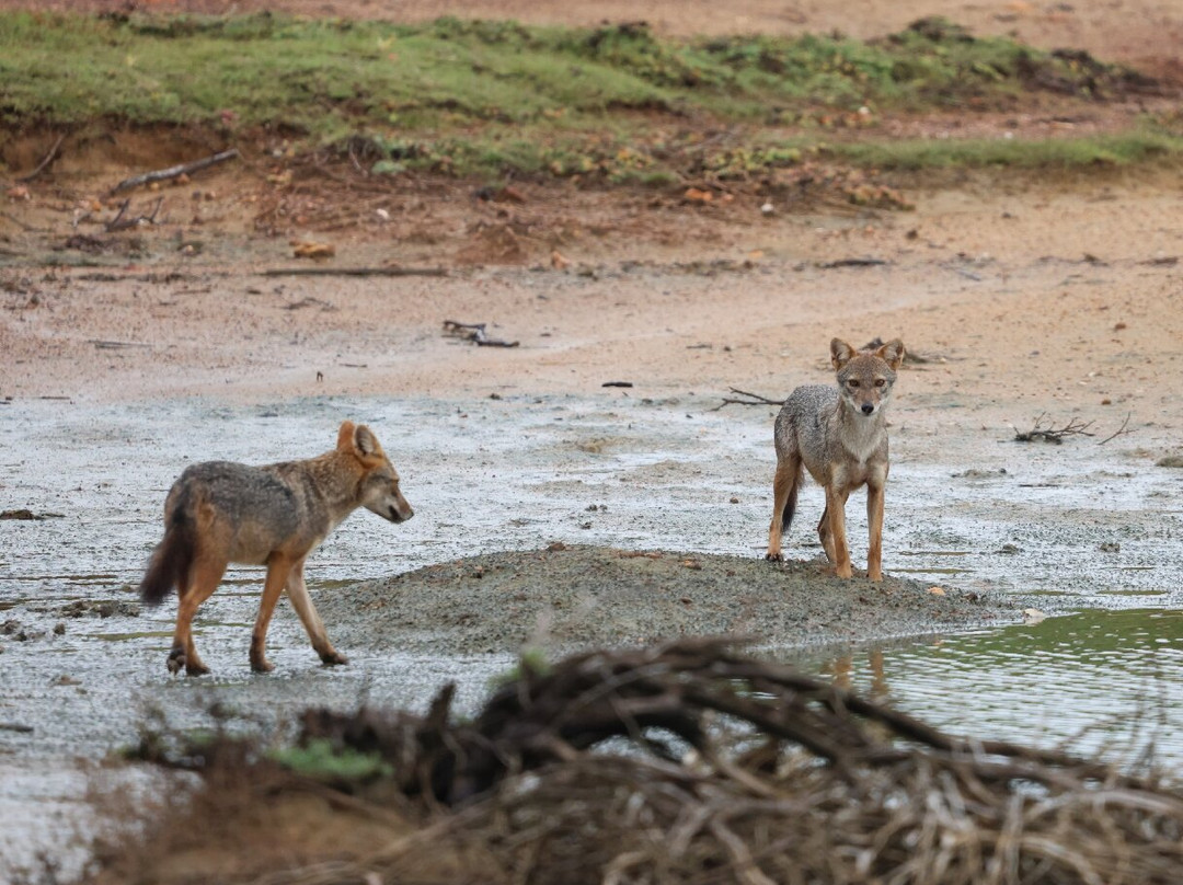 Bundala National Park