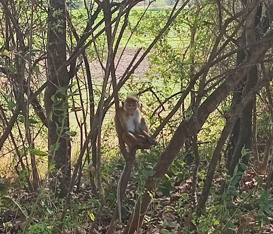 Wild Vibes Safari Tours Udawalawe-乌达瓦拉瓦必去景点