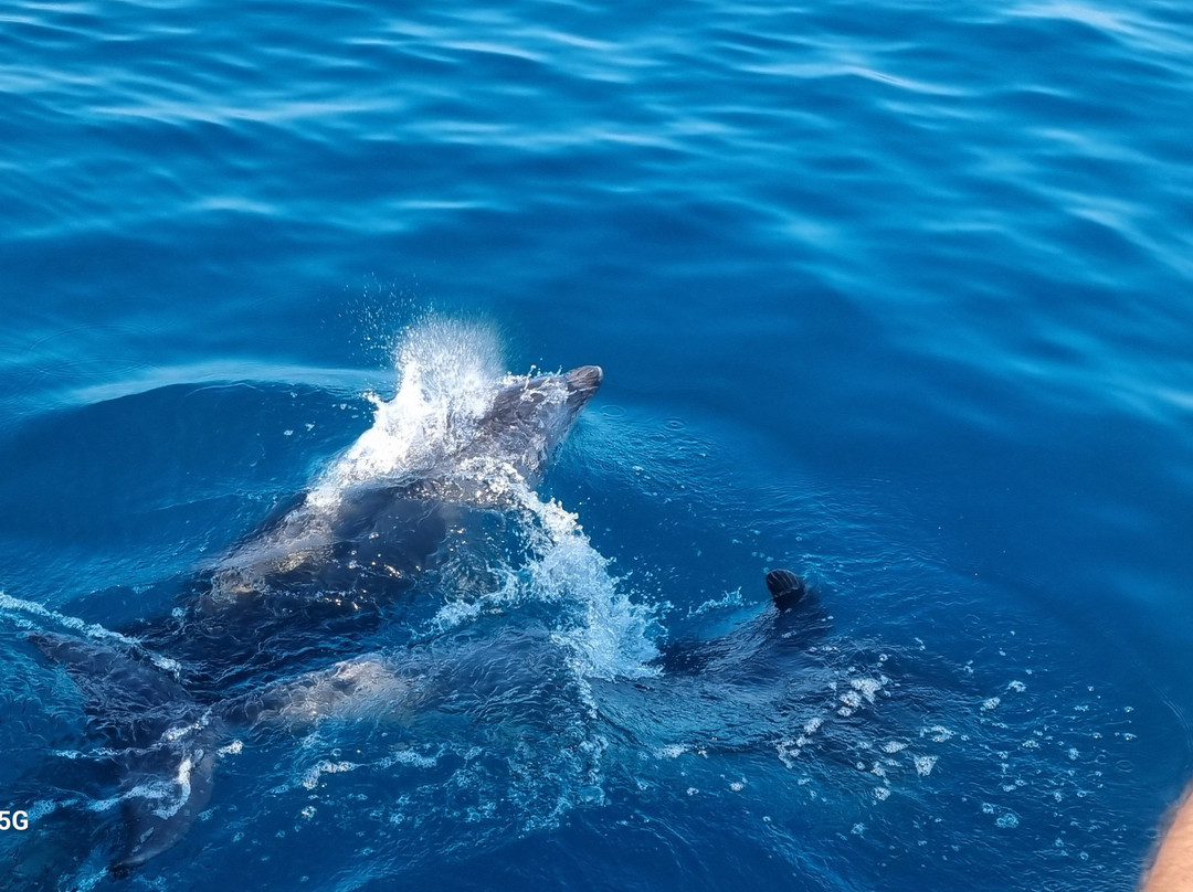 Catamaran Zostera-维雷斯马拉加必去景点