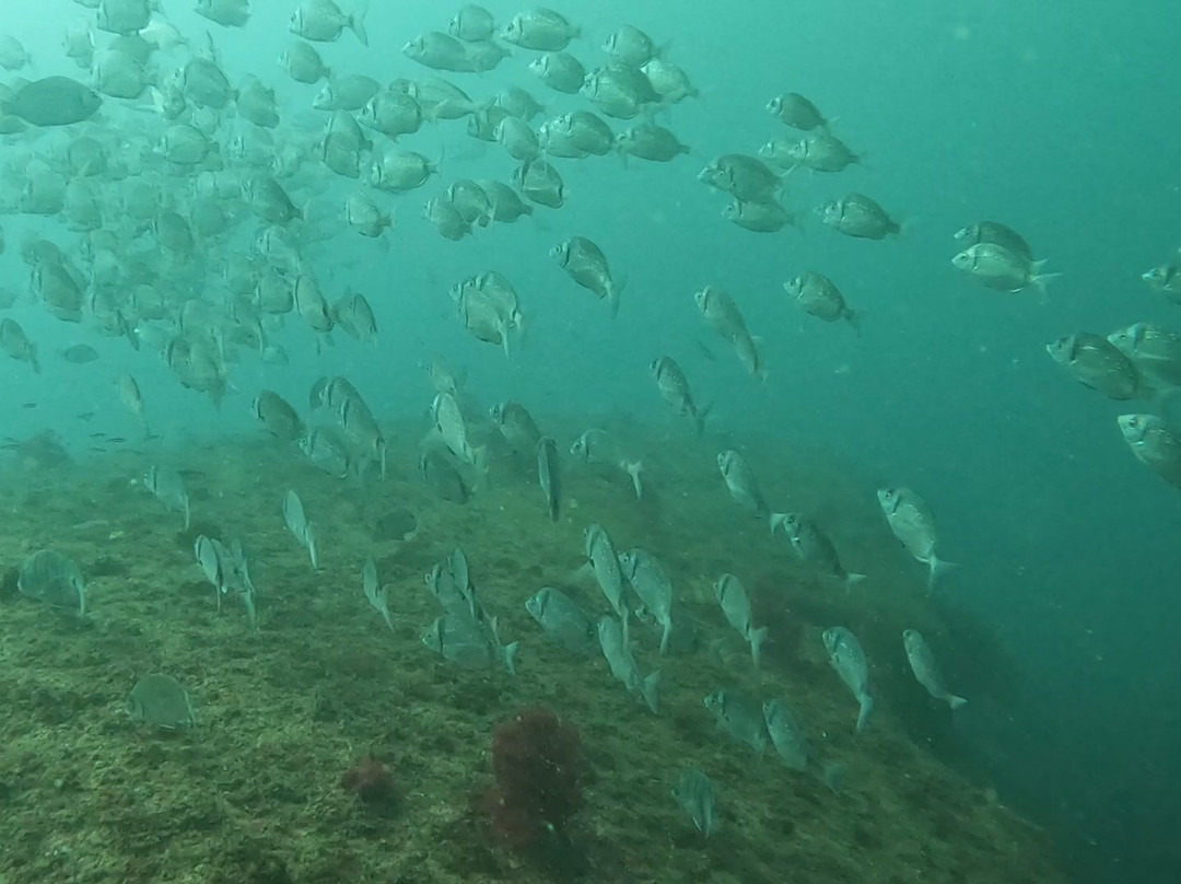 Mega Dive - Actividades Turisticas-塞新布拉必去景点