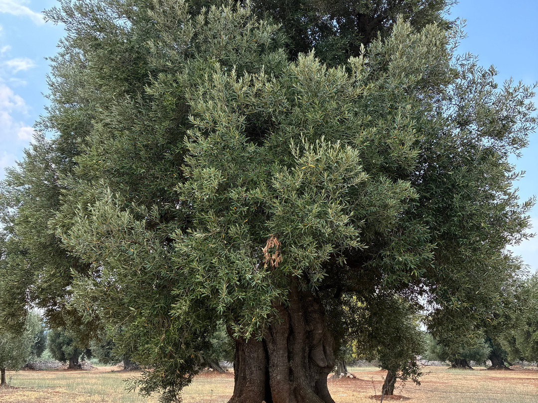 Masseria Brancati-奥斯图尼必去景点
