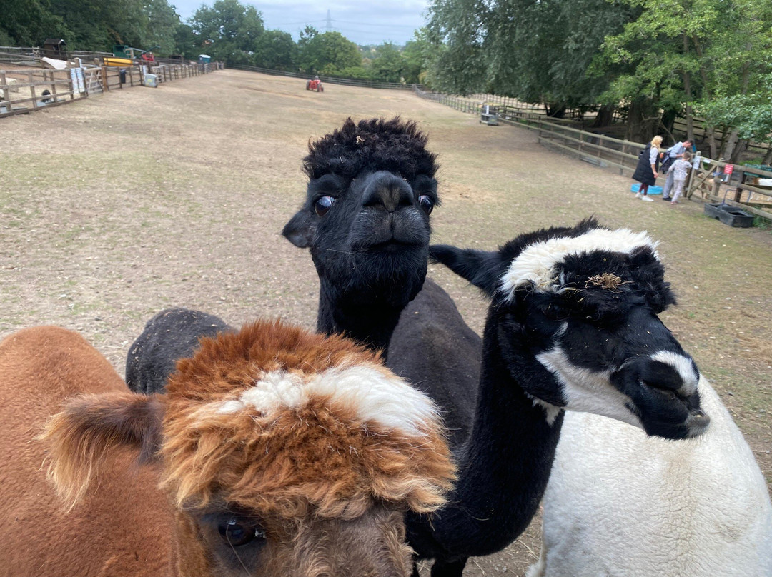Stantons Farm - Petting Farm-Black Notley必去景点