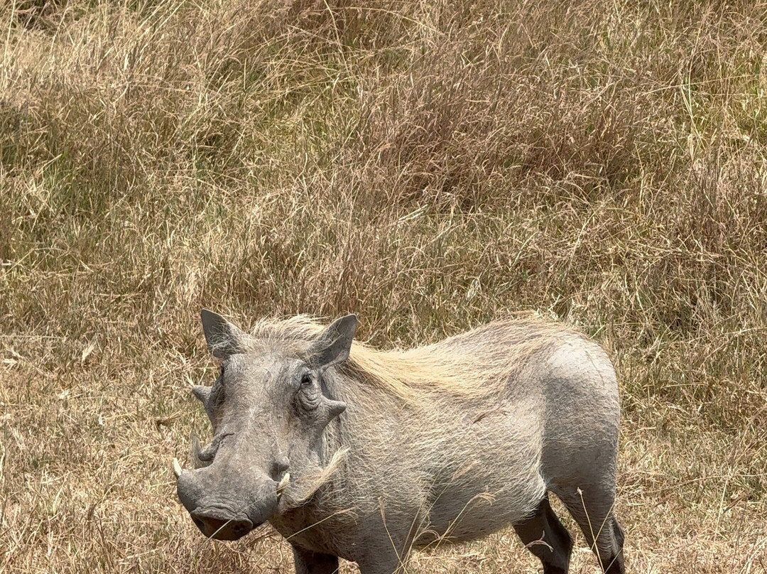 Taswira Africa Safaris-阿鲁沙必去景点