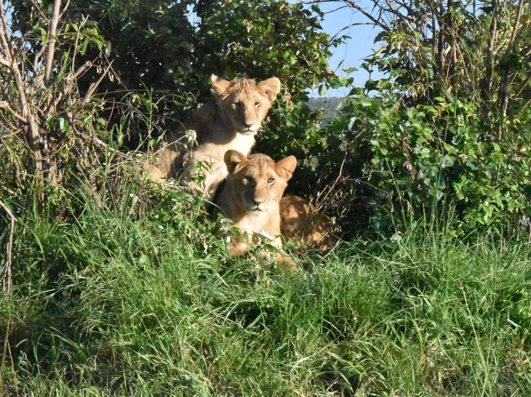 Mamistravel safaris-蒙巴萨必去景点