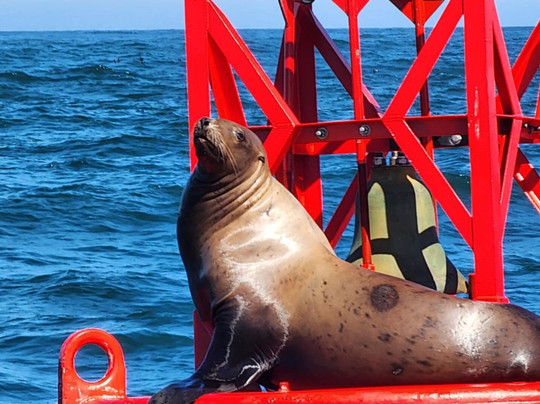 Whale's Tail Charters-Depoe Bay必去景点