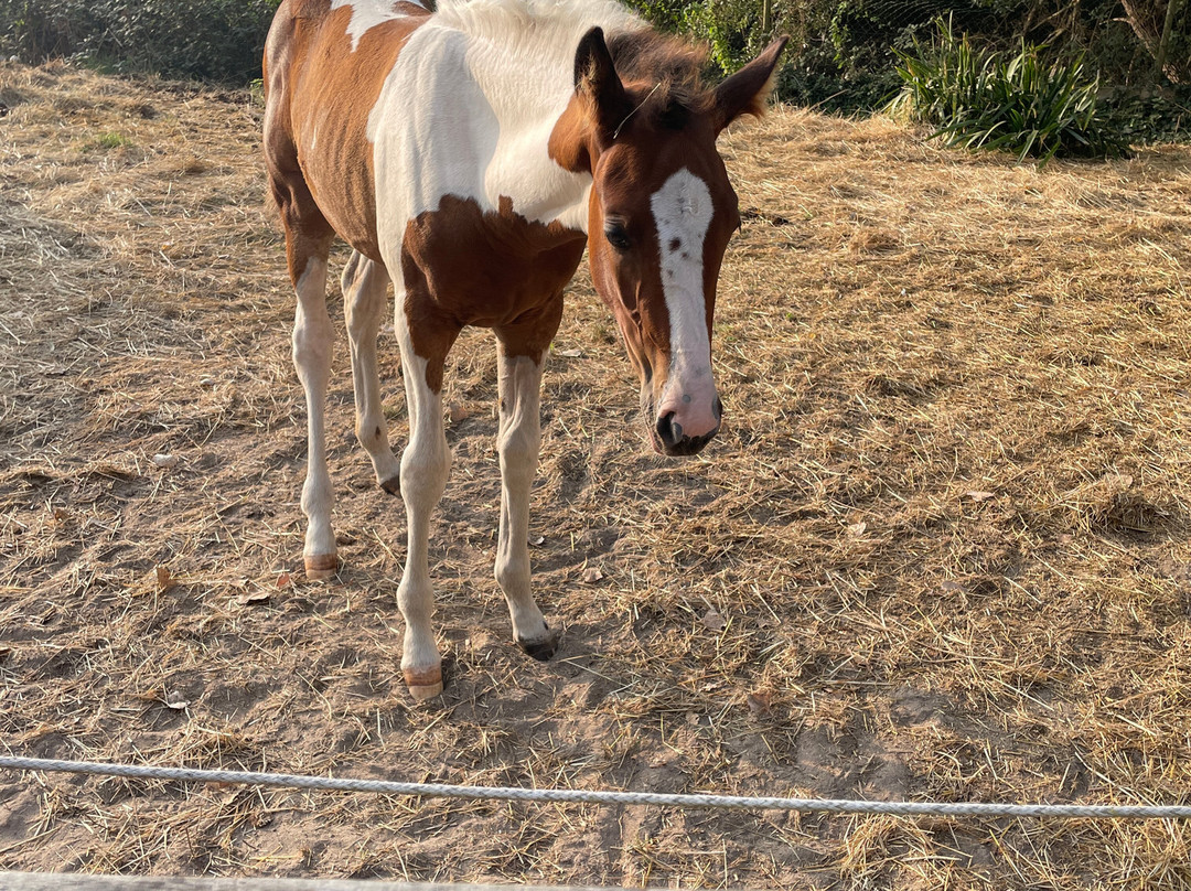 La Chevauchée des Dunes-圣热昂德蒙特必去景点