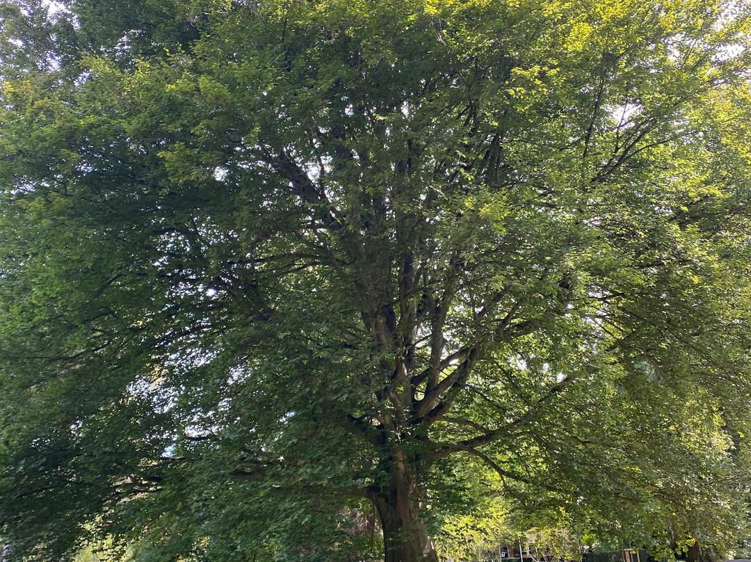 Stadtpark-拉尔必去景点