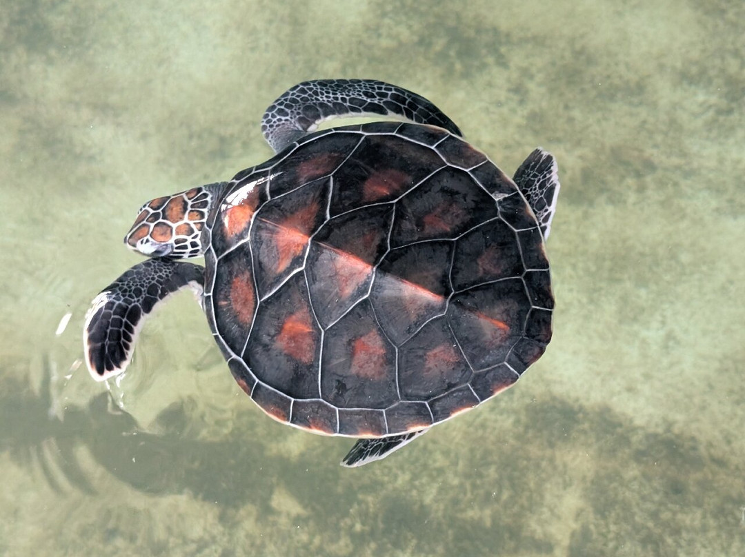 Sri Lanka Tailored Tours-Ja Ela必去景点