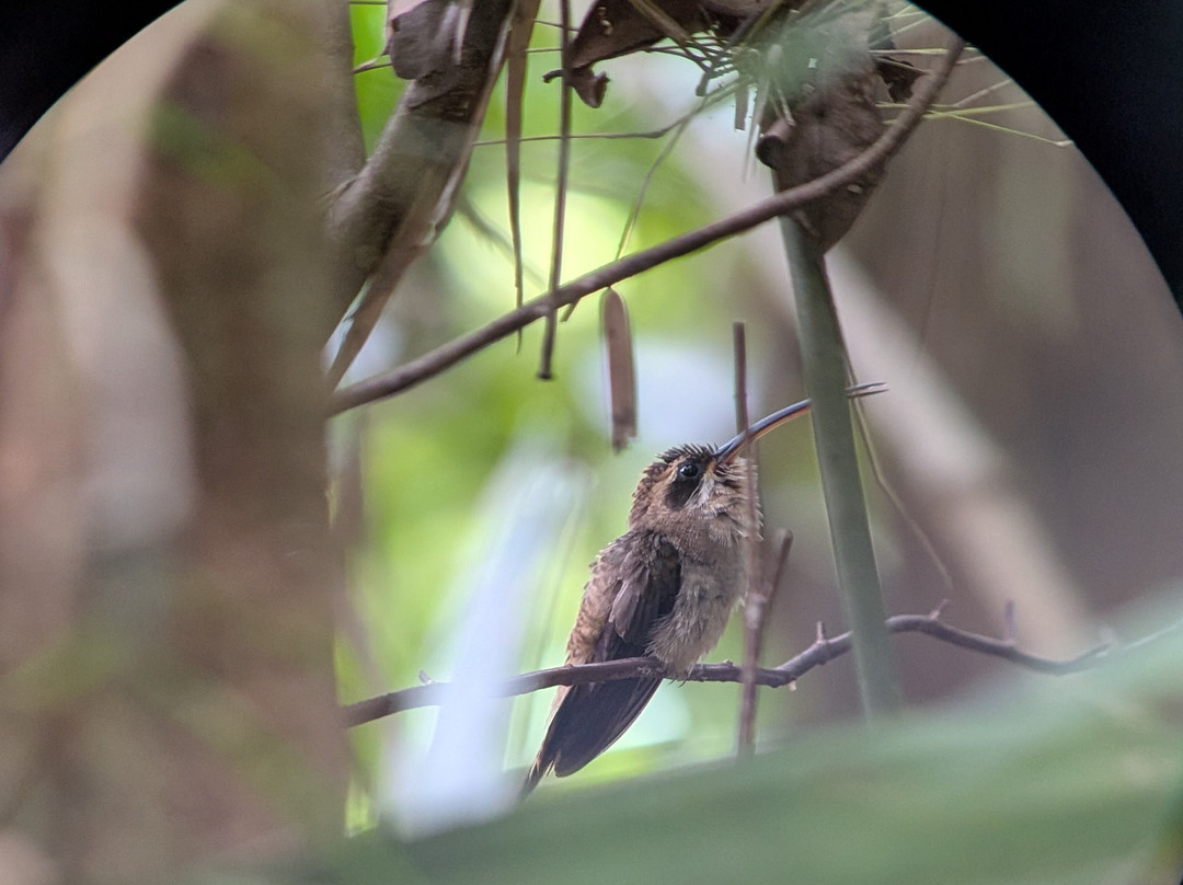 Birding Pipeline Panama-甘博阿必去景点