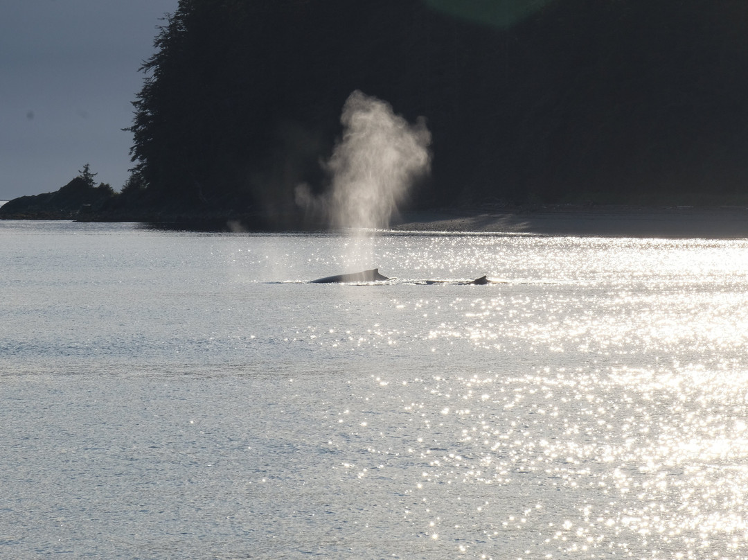 Juneau Tours & Whale Watch-朱诺必去景点
