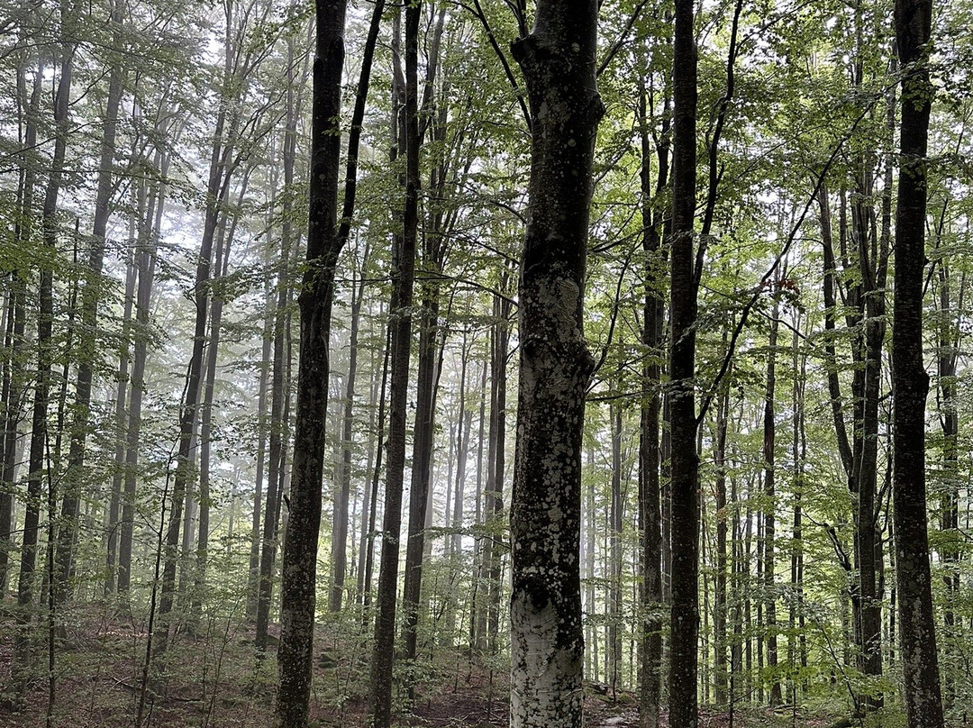 Foresta Biogenetica Di Pian Di Novello-Pian di Novello必去景点