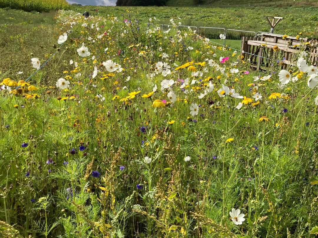 Lakeland Maze Farm Park-肯德尔必去景点