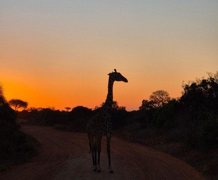 Eagle Wings Tours And Safaris-蒙巴萨必去景点