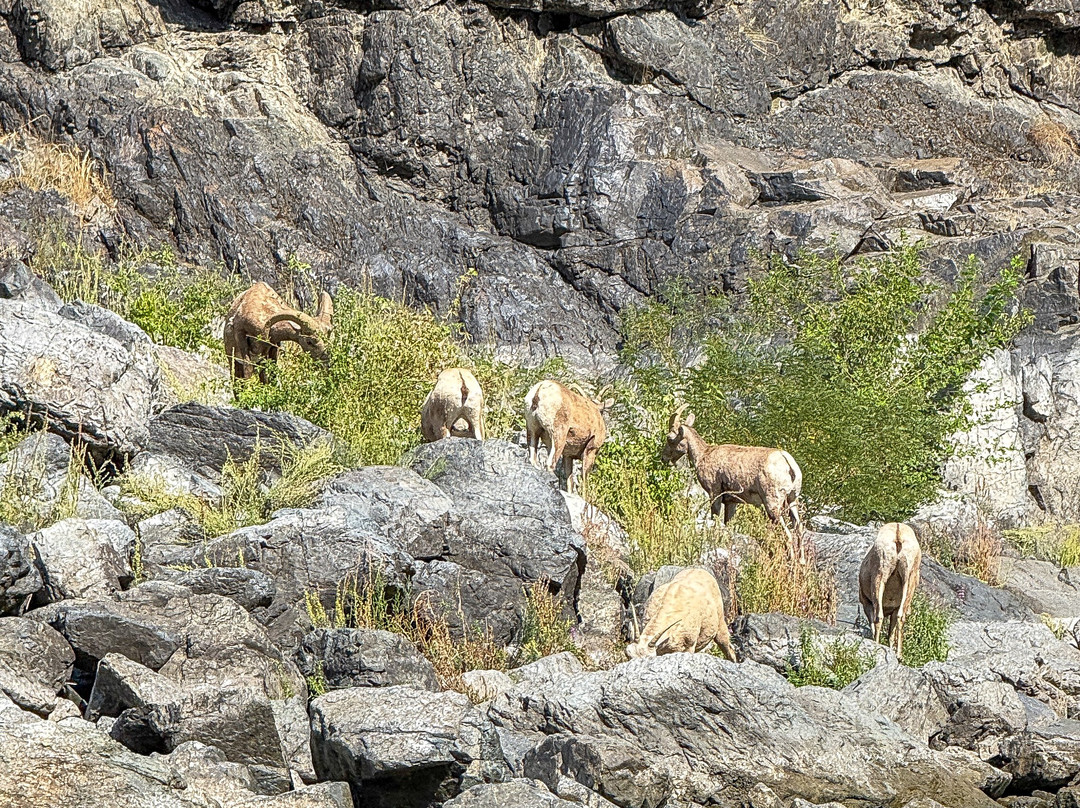 Snake River Adventures-刘易斯顿必去景点