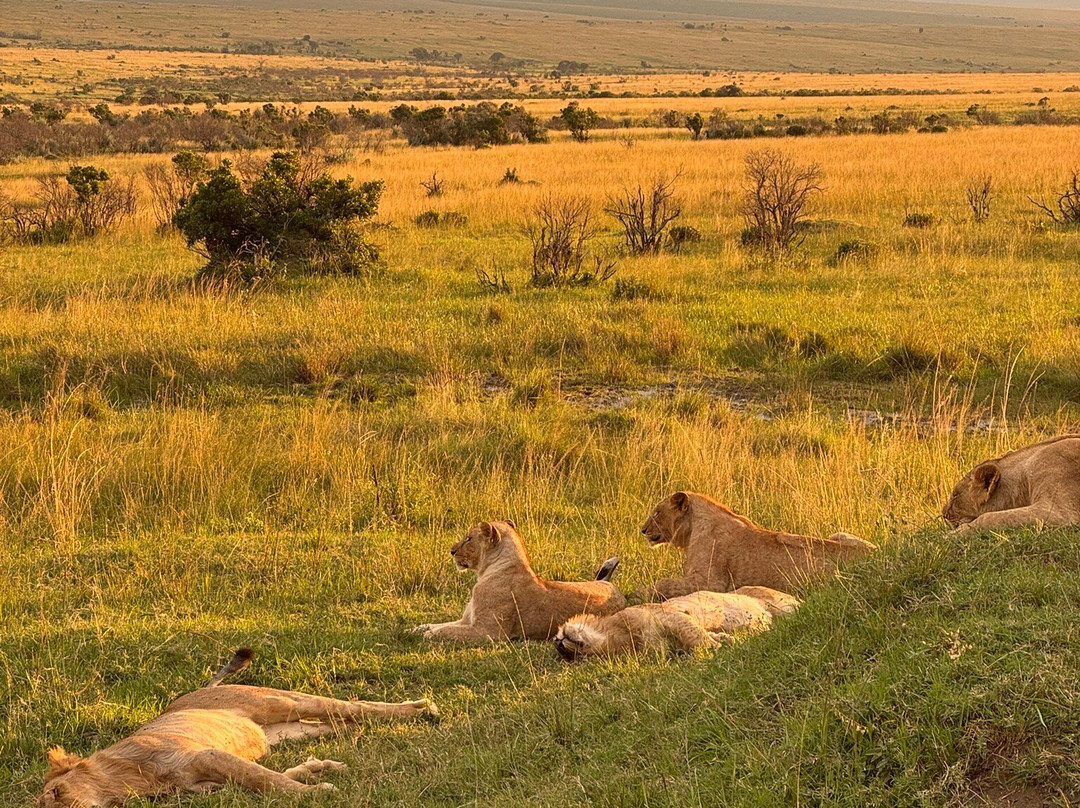 Lenchada Safaris-内罗毕必去景点